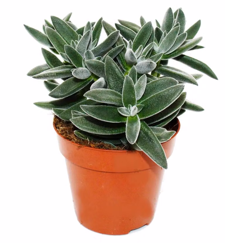 Crassula "Tarantula" - Tarantel-Dickblatt - Facile da curare - Pianta succulenta da interno - Vaso da 12 cm