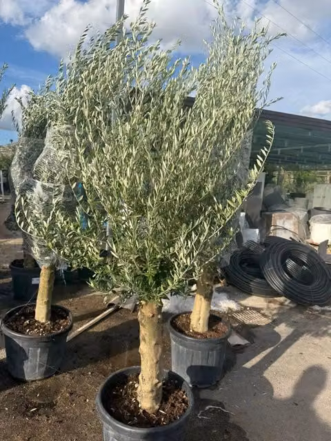 olea europaea fusto koroneiki vaso 55 (foto reali)