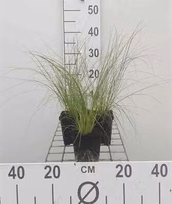 6 x Stipa tenuifolia ( code di cavallo) - Erba piuma fine - vaso 9 x 9 cm