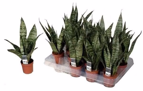 Sansevieria Black Coral 40 cm Bow hemp better indoor air houseplant
