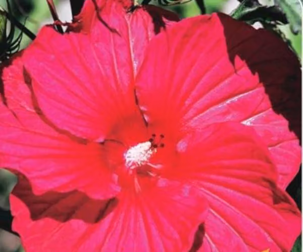 XXL Hibiscus moscheutos 'Plum Crazy' ® Ibisco gigante Ibisco arbustivo