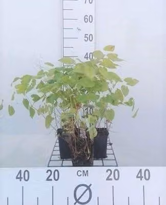 6 x Epimedium pinn. 'Colchicum' - Fiore delle fate - vaso 9 x 9 cm