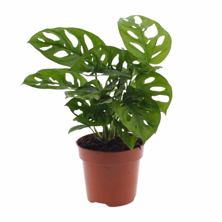 Monstera Monkey Leaf (pianta con foro) - Ø12Cm - ↕30Cm
