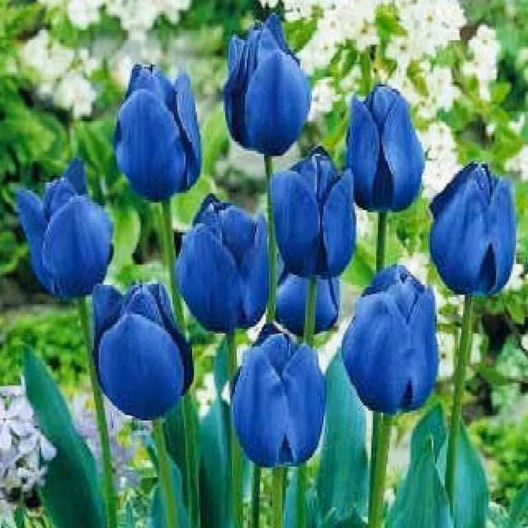 Tulipano blu 10 pz. Bulbi di tulipano Bulbi di tulipano