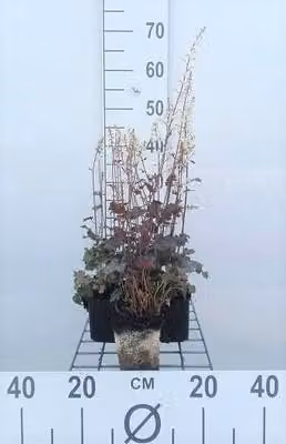 6 x Heucherella hybr. 'Quicksilver'® - fiore di schiuma bastarda - vaso 9 x 9 cm