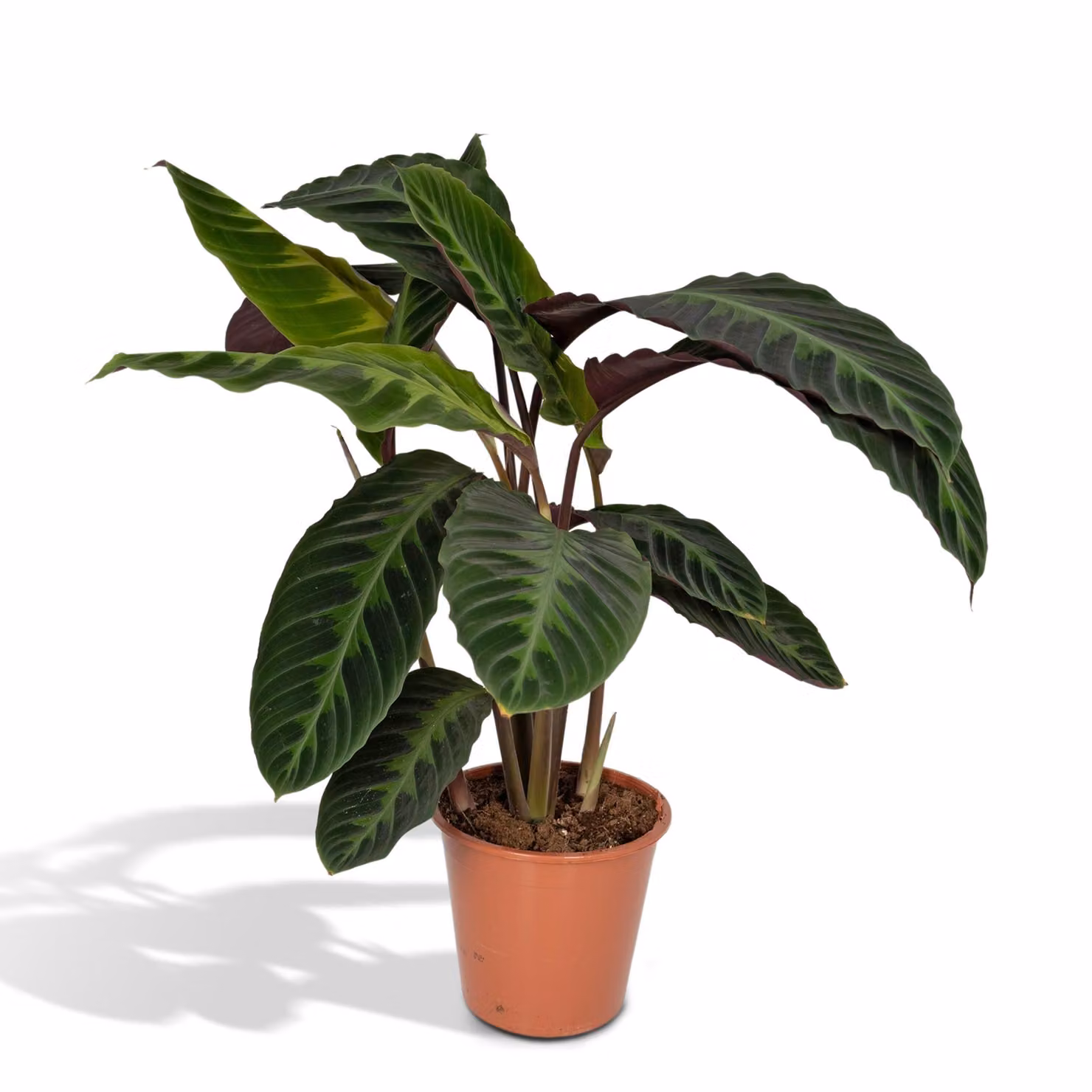 Calathea Warscewiczii - Pianta di pavone - 70Cm - Ø19