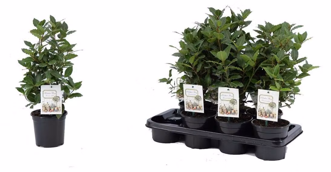 vero alloro speziato - Laurus nobilis 40 cm cespuglio
