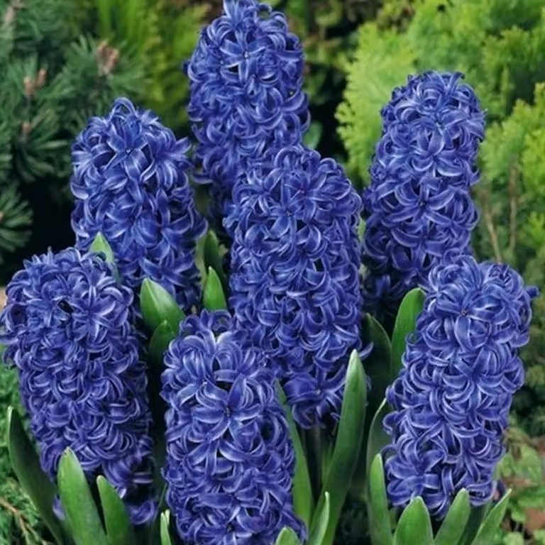 Bulbi di giacinto Bulbi di fiori Hyacinthus Blue Star 10 pz.
