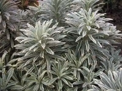 6 x Euphorbia char. 'Silver Swan'® ('wilcott'®) - euforbia - vaso 9 x 9 cm