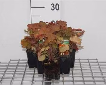 6 x Heuchera hybr. 'Caramel'® - campanula viola - vaso 9 x 9 cm