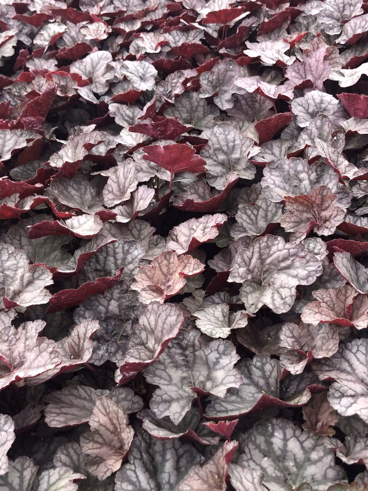 6 x Heuchera hybr. 'Cascade Dawn' - campana viola - vaso 9x9 cm