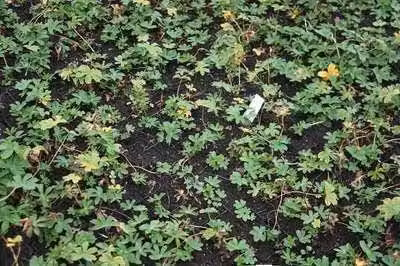 6 x Astrantia major 'Hadspen Blood' - Fiorifera stellata - Vaso 9 x 9 cm