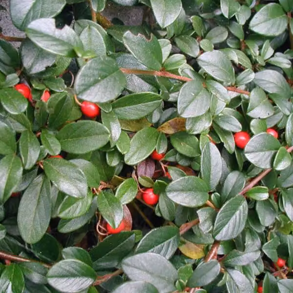 2 piante di Cotoneaster dammeri (pianta tappezzante) | Altezza: 30-40 cm, in vaso