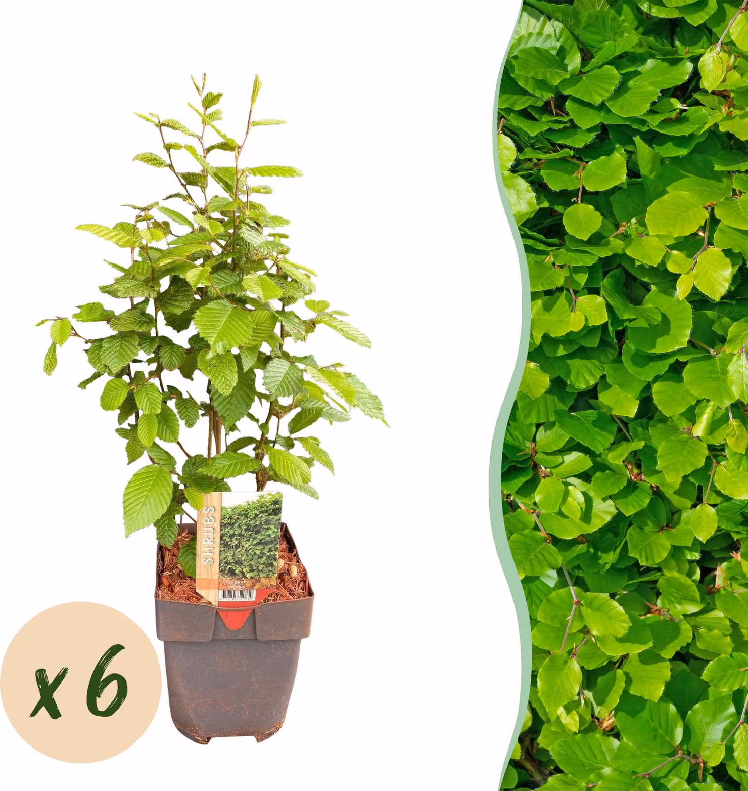 Piante da siepe - Carpinus betulus - foglia verde - 6 piante - 1 metro lineare - caducifoglie - 45-55cm - Ø18cm - Pianta da giardino