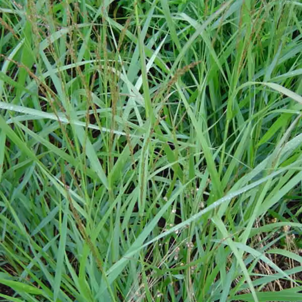 6 piante di Panicgrass "Warrior" (Panicum virgatum) | Vaso da 9x9 cm