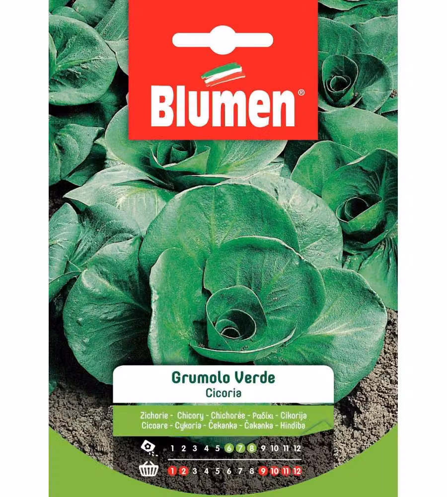 Blumen Semi Cicoria Grumolo Verde - Resistente al Freddo