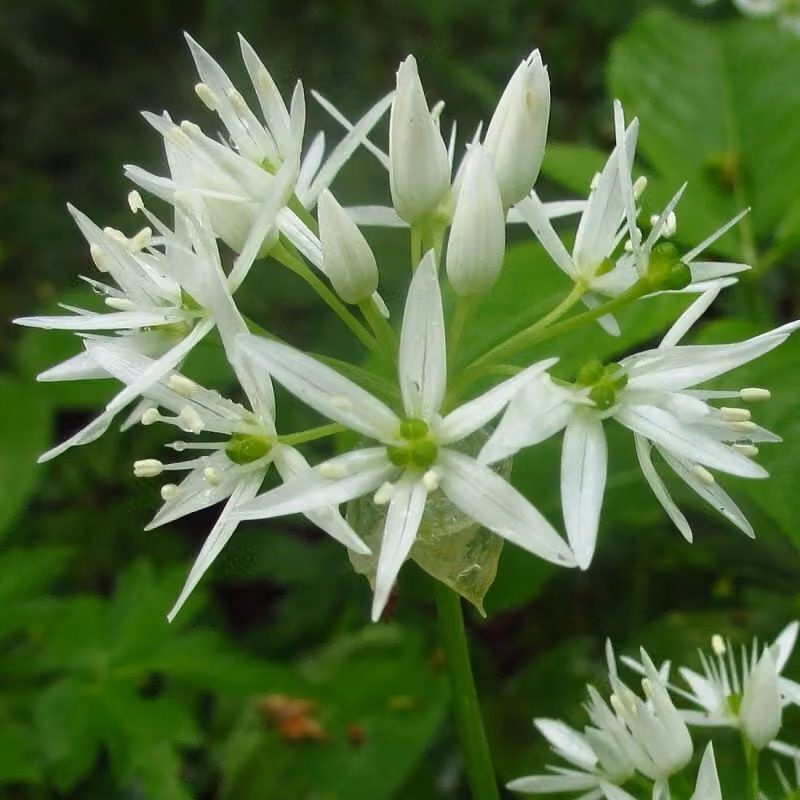 6 piante di aglio selvatico (Allium ursinum) | Vaso da 9x9 cm