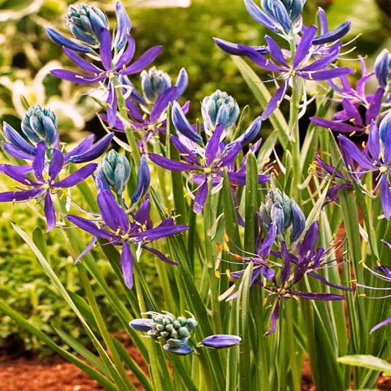 Fiori di Camassia Bulbi di Kamasja Quamash 10 pz.