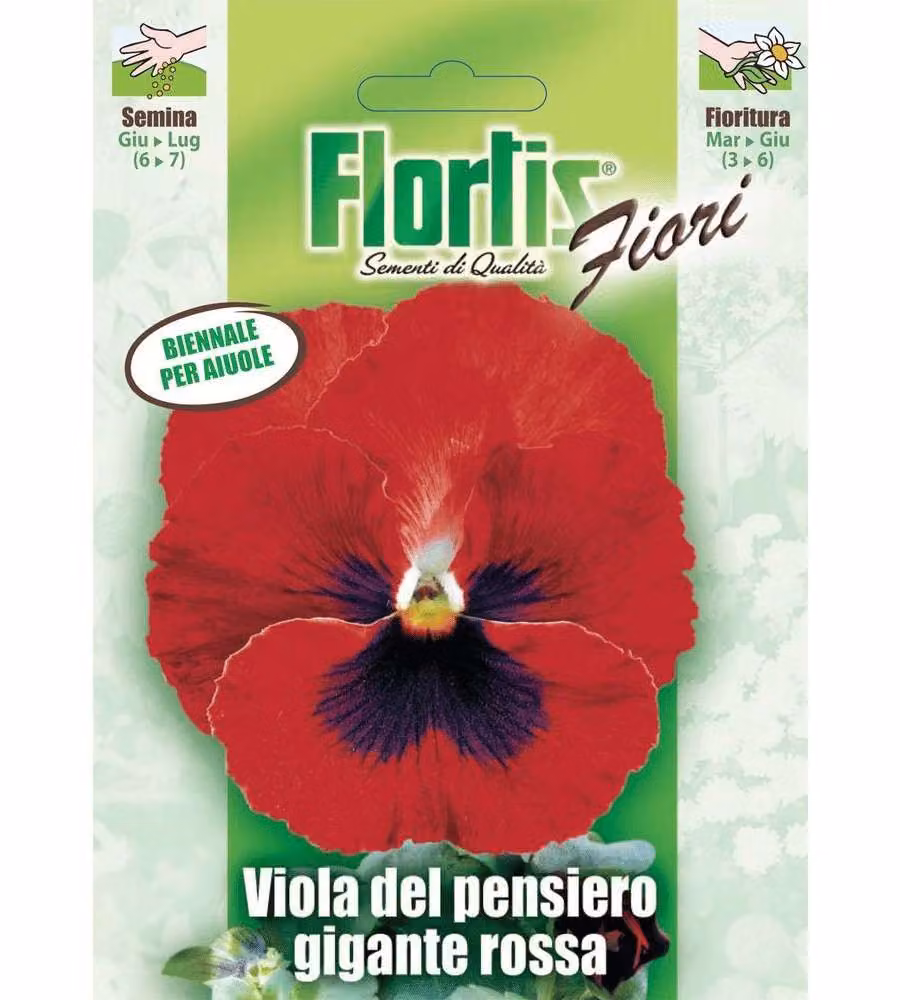Viola del Pensiero Gigante Rossa - Pianta Biennale Fiori Grandi - 15 cm