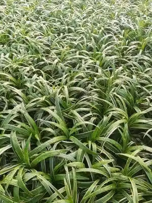 6 x Liriope musc. 'Gold Banded' - mazzo di gigli - vaso 9 x 9 cm
