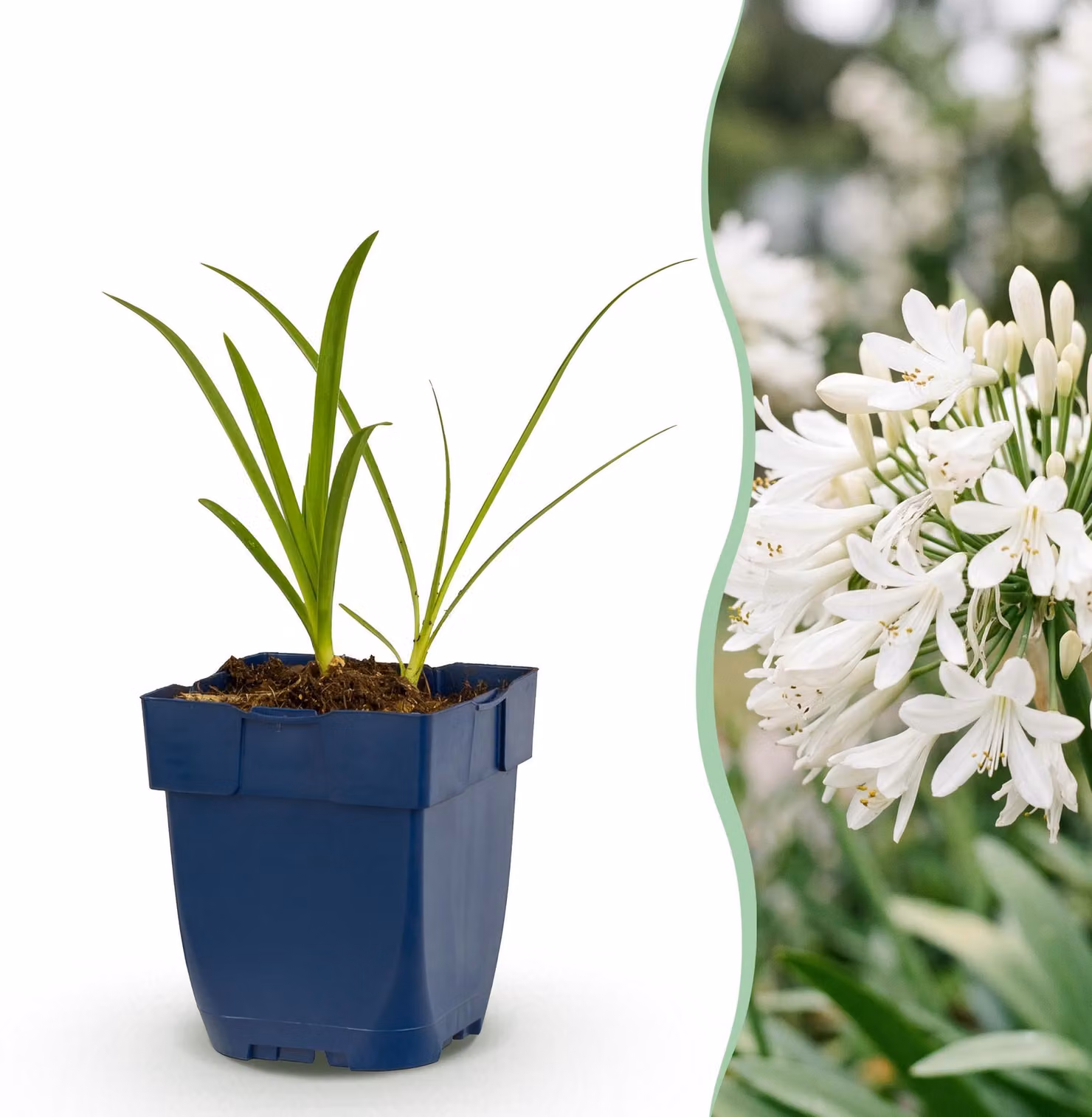 Agapanthus africanus Albus - Giglio africano - Attira api e farfalle - Bianco - 24 piante - 15-25cm - Ø11cm - Pianta da giardino