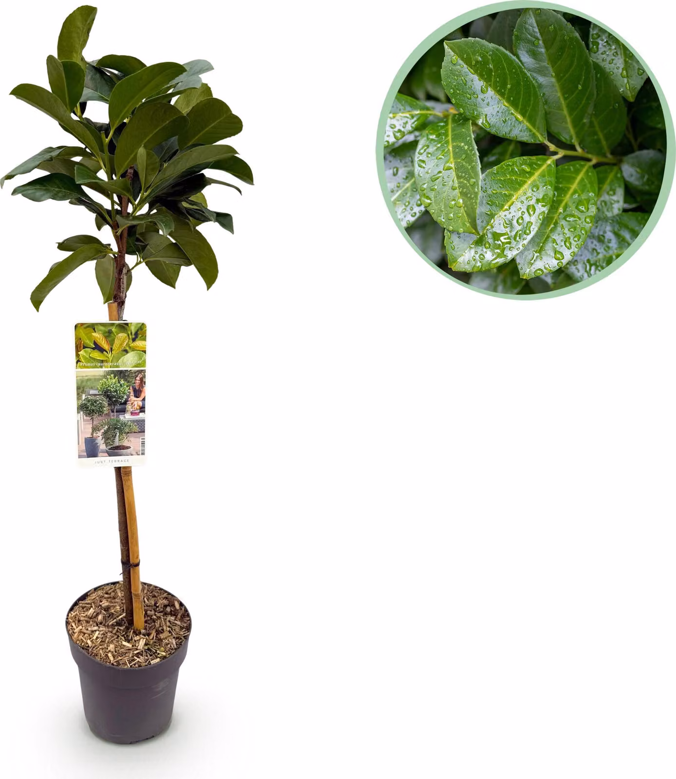 Prunus lauroverasus Etna - Pianta da appoggio - Pianta da terrazzo - Sempreverde - Bassa manutenzione - 80-90cm - Ø19cm - Pianta da giardino
