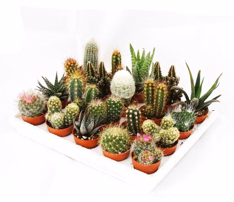 Mini cactus e piante grasse - set di 20 piante