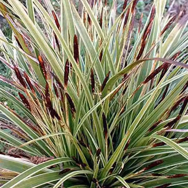 6 piante di Carex morrowii 'Variegata' (erba giapponese variegata) | Vaso da 9x9 cm