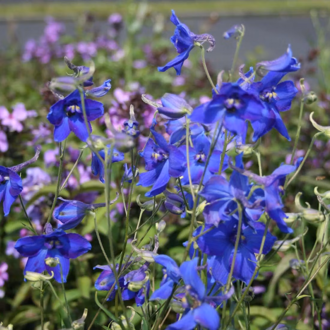 6 x Delphinium 'Voelkerfrieden' | Vaso da 9x9 cm