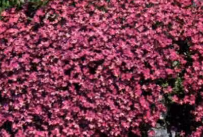 6 x Aubrieta hybrida 'Cascade Red' - Blaukissen - Topf 9 x 9 cm