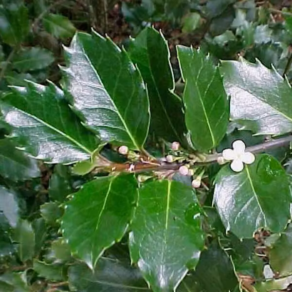 2 piante di tasso (Ilex meserveae 'Blue Prince'), altezza 40-60 cm, in vaso