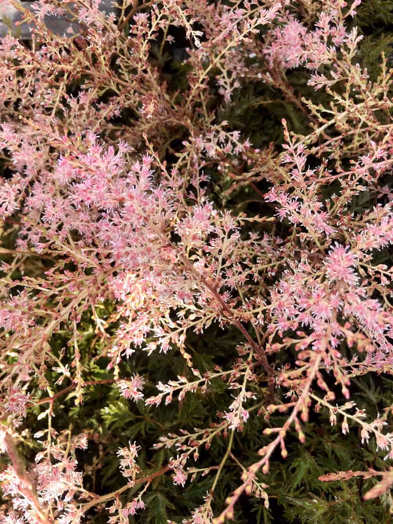 6 x Astilbe simplicifolia 'Sprite' - Traliccio di schiuma 'Sprite' , Magnifico traliccio in vaso 9x9 cm
