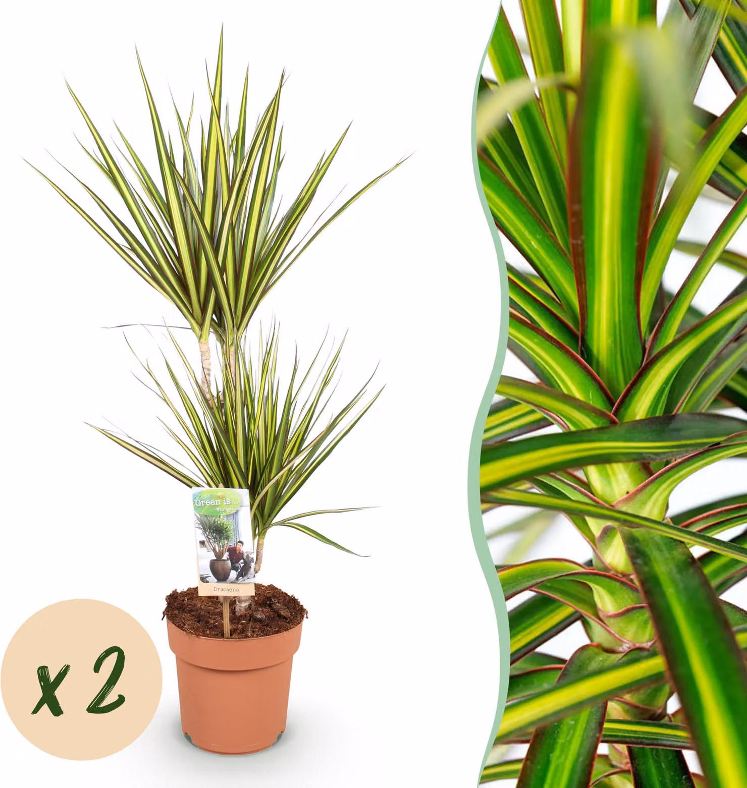 Dracaena Sunray - Albero del drago - Bassa manutenzione - Verde - 2 piante - 70-75cm - Ø17cm - Pianta d'appartamento - Sempreverde