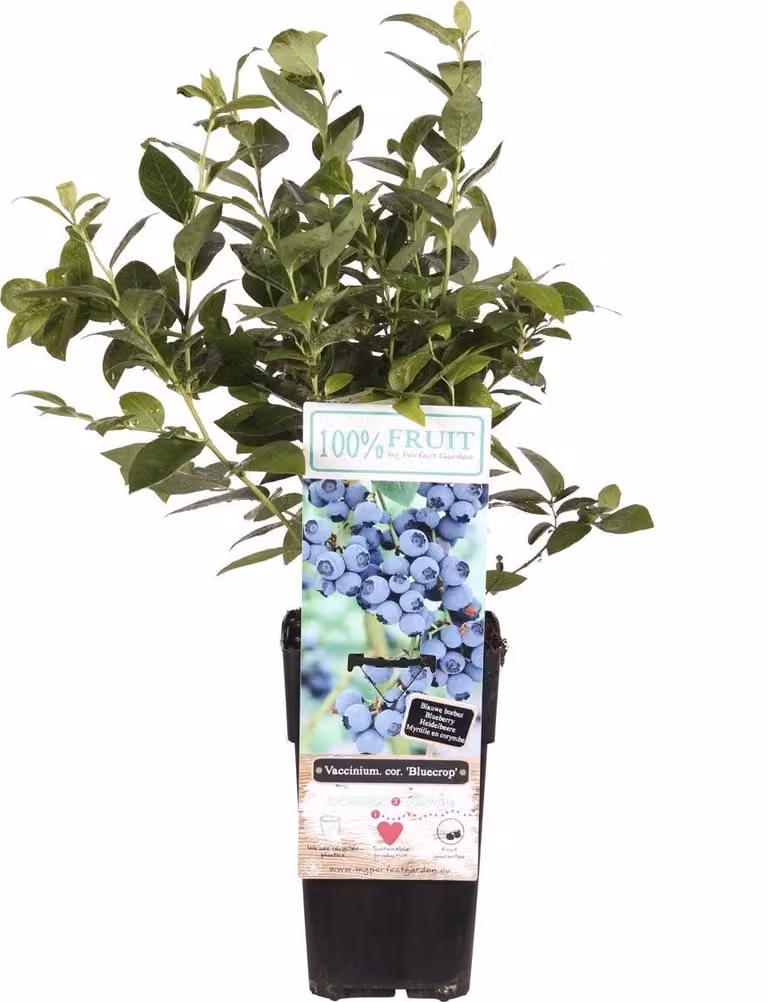 Mirtillo Vaccinium Bluegold ca. 60 cm - Raccolto dorato dal tuo giardino