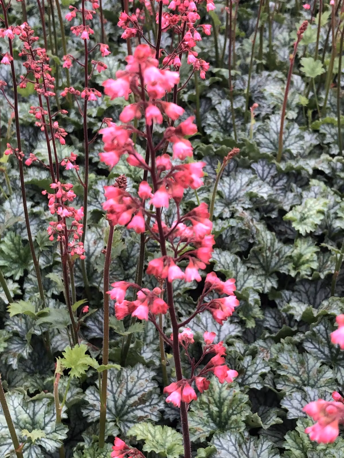 6 x Heuchera hybr. 'Paris'® - Campanella viola - vaso 9x9 cm