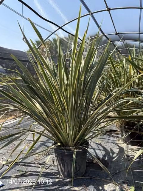 PHORMIUM TENAX VASO 60 Lt.70