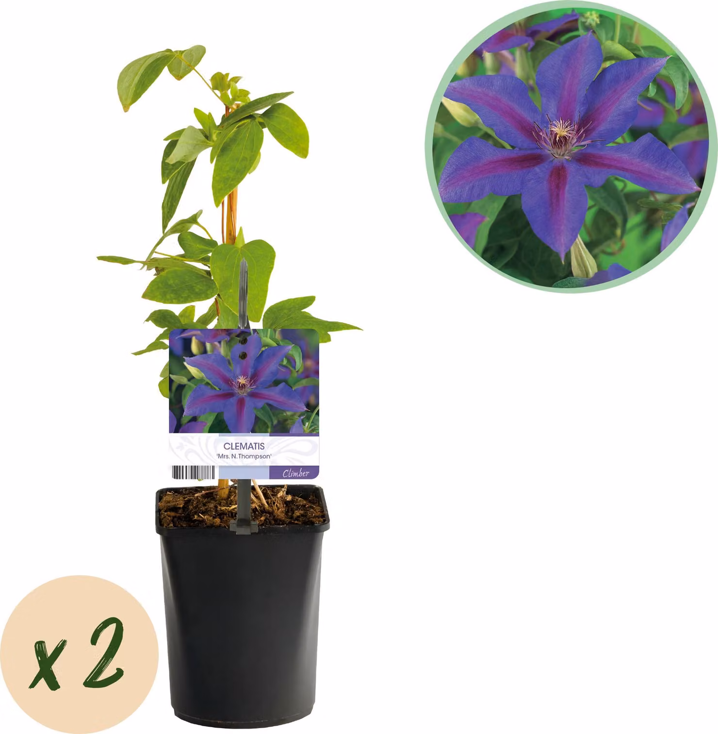 Pianta rampicante - Clematis Mrs N Thompson - Fiore rosa - Piante a bassa manutenzione -2 - 30-40cm - Ø10cm - Pianta da giardino