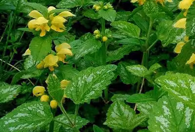 6 x Lamiastrum gal. 'Florentinum' ('variegatum') - Ortica dorata - vaso 9 x 9 cm