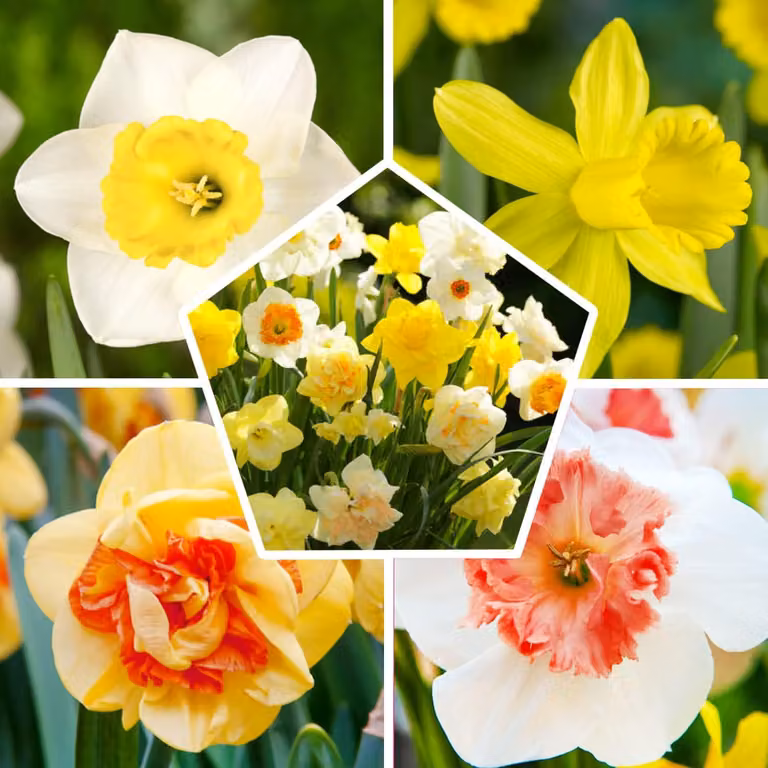 Bulbi di narciso resistenti al gelo, perenni - Collezione economica - 25 bulbi - Campanule profumate per Pasqua - Mix di fiori provenienti dall'Olanda - adatti per giardino e vasi (non semi, non artificiali)