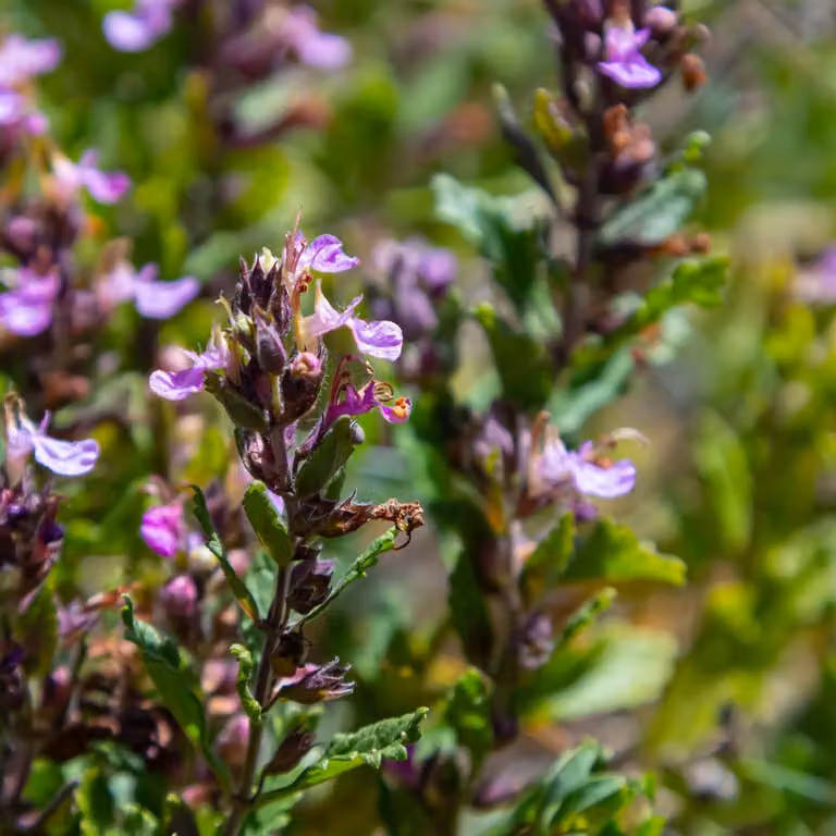 Teucrium lucidrys, 6 piante, Ø9cm, altezza 10-25cm, semarbusto sempreverde