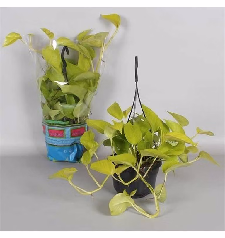 Epipremnum 'Golden Pothos' Ampel 50-60 cm - Pothos luminoso - Pianta da appartamento - Pianta verde