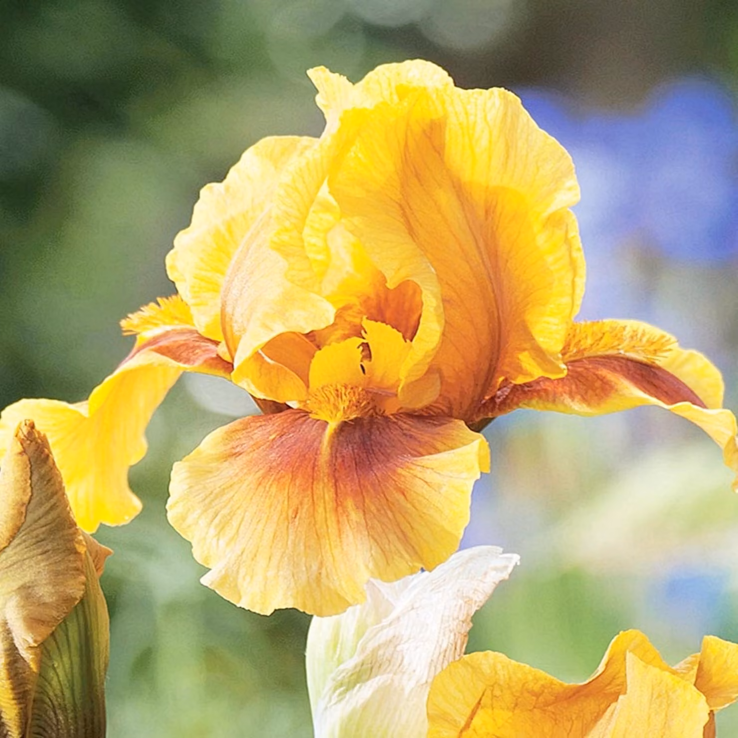 Iris Rhizom Fiori Iris Germanica Iris tedesco Golden Muffin 1 pz.