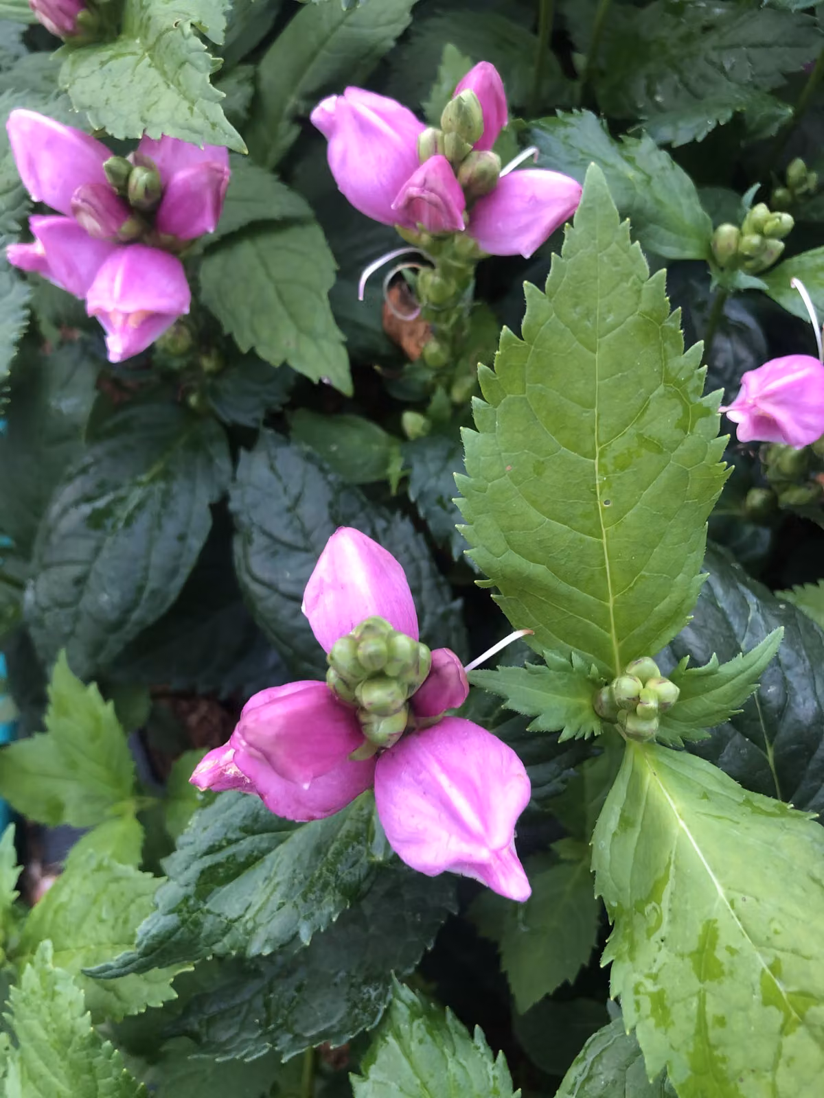 6 x Chelone obliqua - Fiore di tartaruga in vaso 9x9 cm