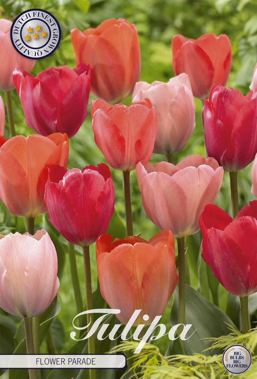 Tulipani Flower Parade (10 pezzi) | Bulbi di tulipano di Sam van Schooten