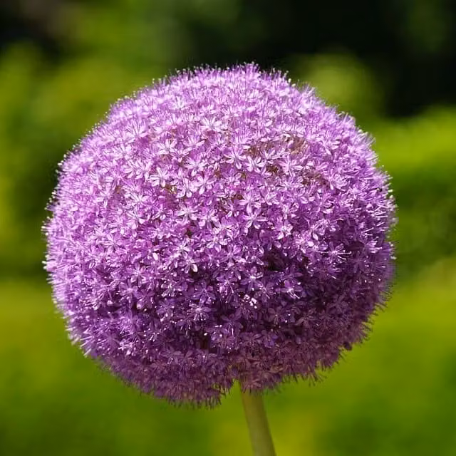 6 piantine di porro ornamentale - Allium 'Ambassador' | Vaso da 9x9 cm