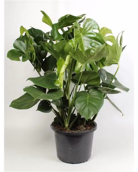 XXL Monstera delicosa 80-100 cm - Deliziosa foglia da finestra - pianta d'appartamento - migliore aria interna - pianta verde