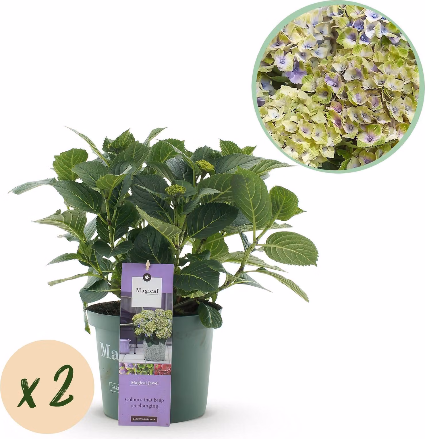 Ortensia Hydrangea macrophylla Magical Jewel Blue, 2 piante, blu, resistente al