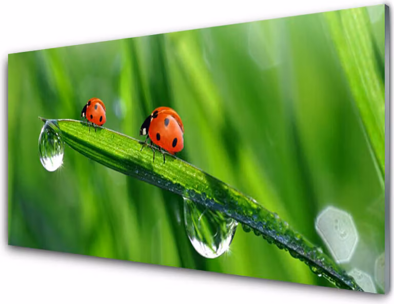Pannello protettivo per cucina in vetro, dimensioni 100x50 cm, con decorazione a tema: coccinella, foglia, piante