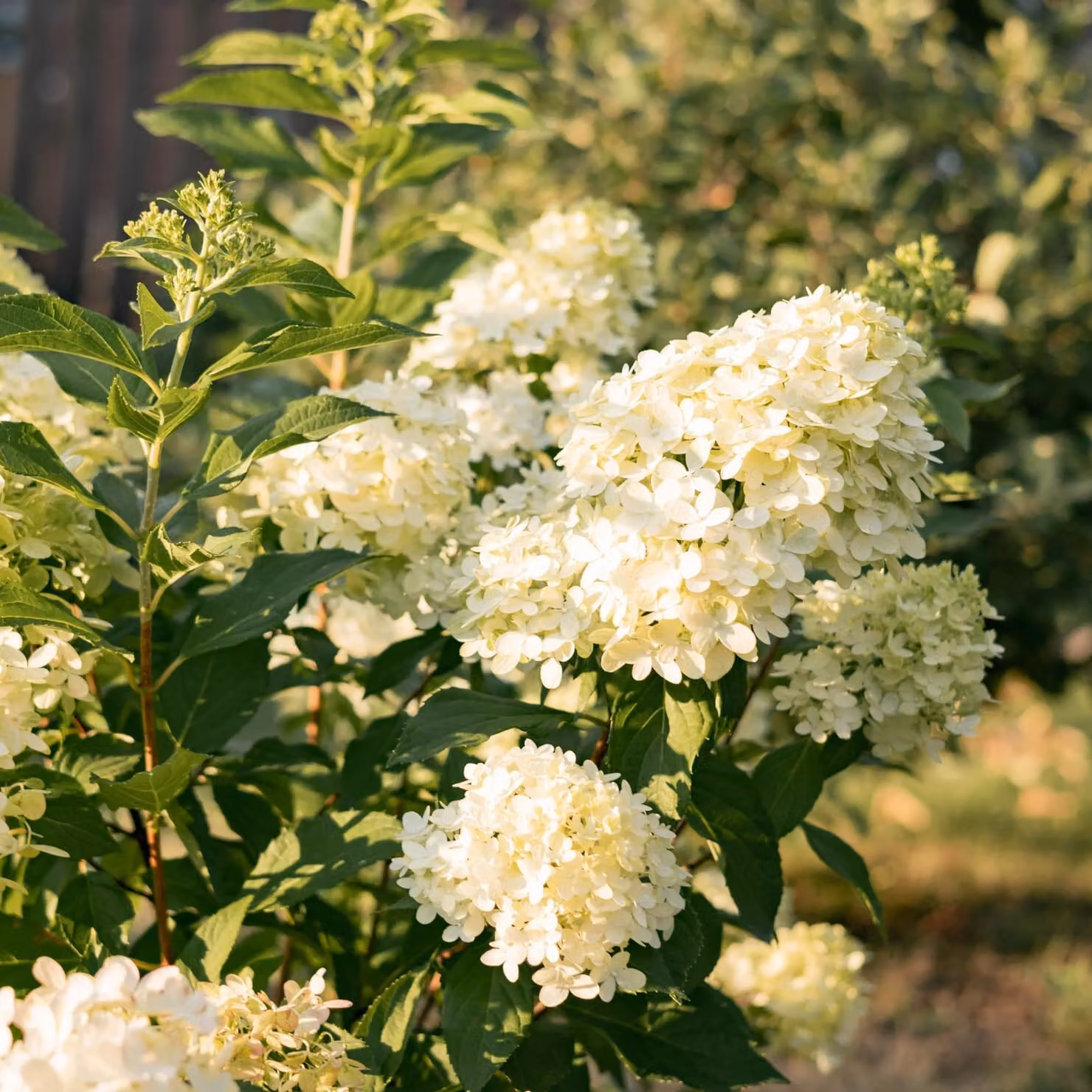 Ortensia a pannocchia - Hydrangea panniculata Limelight - Fiori verde lime