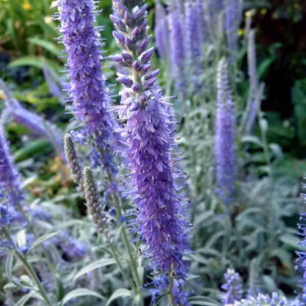 6 piante di Verbena blu (Veronica spicata 'Incana'), in vaso da 9x9 cm
